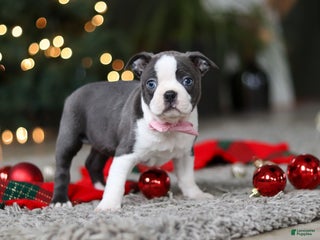 Boston Terrier dogs Missy - Ad 4