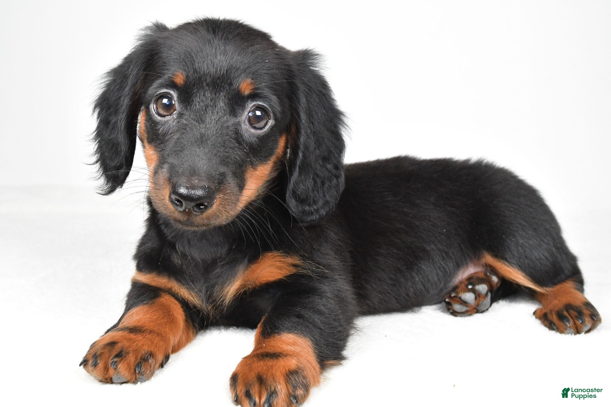 Dachshund dogs Cassidy - Ad 1