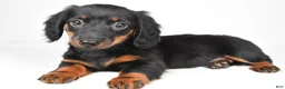 Dachshund dogs for sale: Cassidy - Ad 1