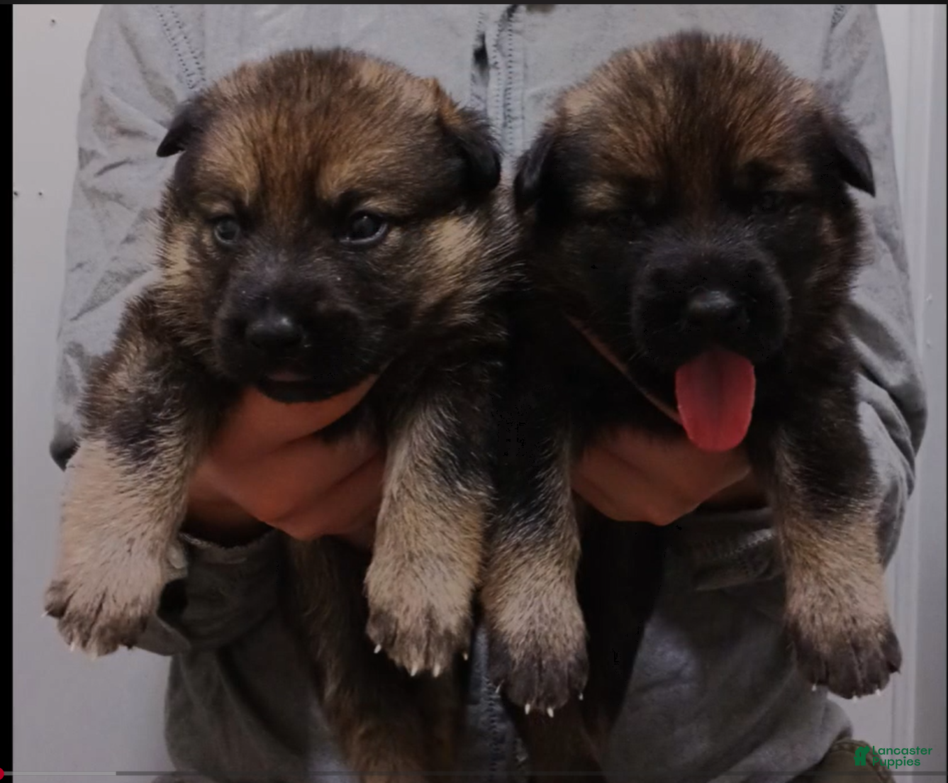German Shepherd dogs German Shepherd 1 - Ad 41
