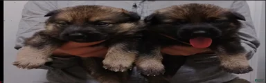 German Shepherd 1