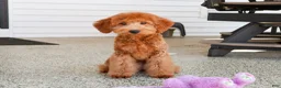 Mini Goldendoodle dogs for sale: Dora - Ad 4