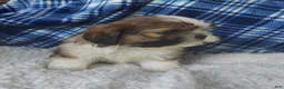 Shih Tzu dogs for sale: Larry - Ad 6