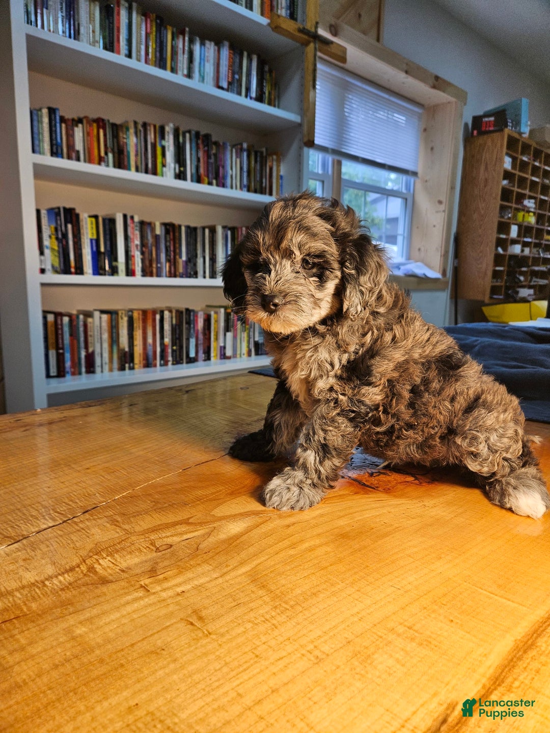 Mixed Breed dogs for sale: Cocoa - Ad 5