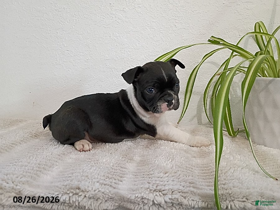Boston Terrier dogs Gwen - Ad 38