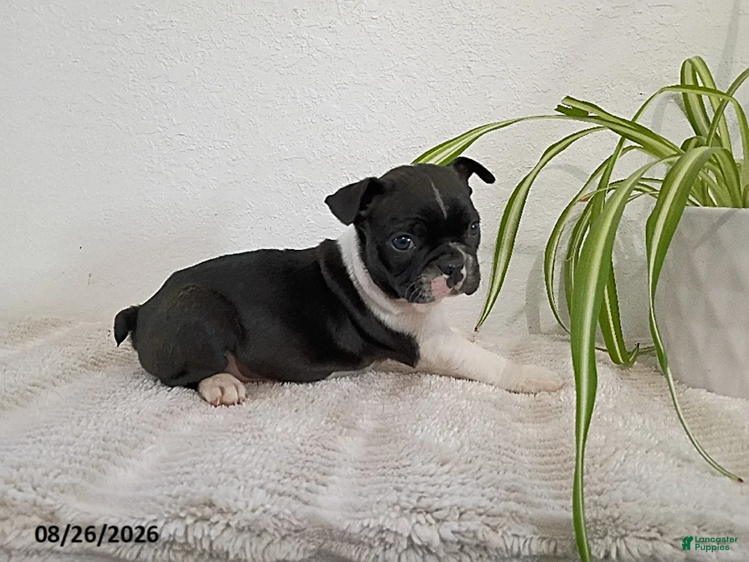 Boston Terrier dogs for sale: Gwen - Ad 1