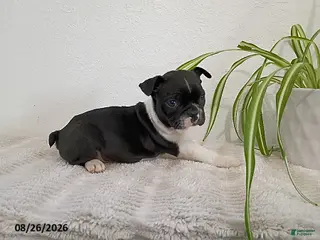 Boston Terrier dogs Gwen - Ad 38