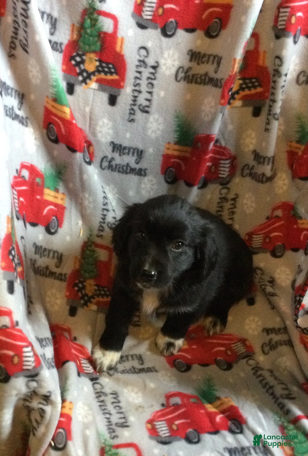 Mixed Breed dogs for sale: Massey - Ad 3