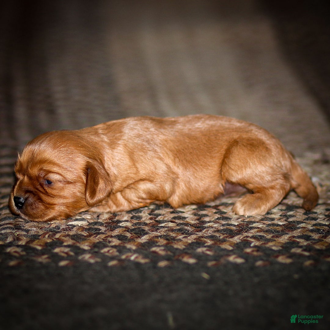 Cavalier King Charles Spaniel dogs for sale: Ricky - Ad 5