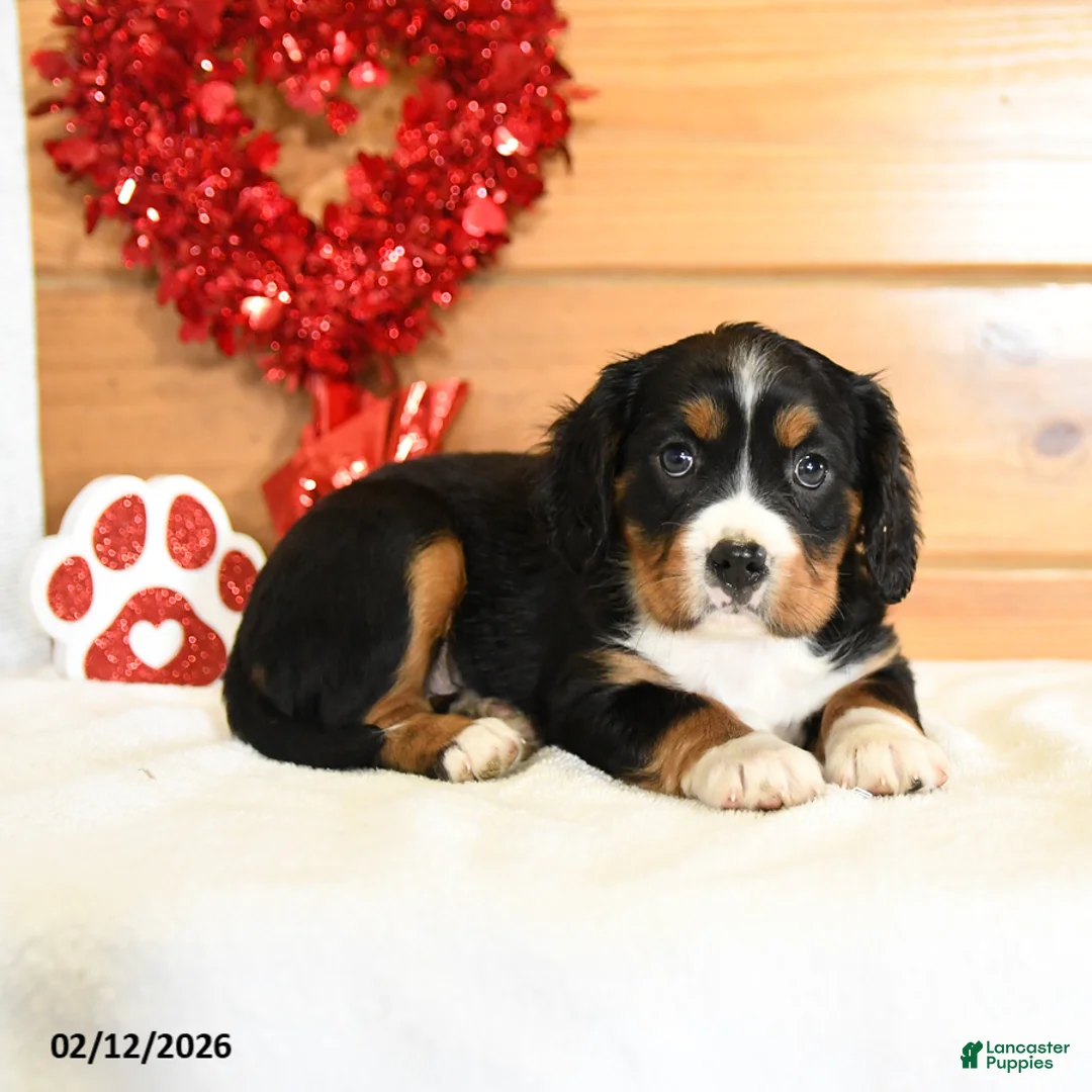 Miniature Bernese Mountain Dog dogs for sale: Viola - Ad 2