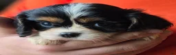 Cavalier King Charles Spaniel dogs for sale: Charity - Ad 6