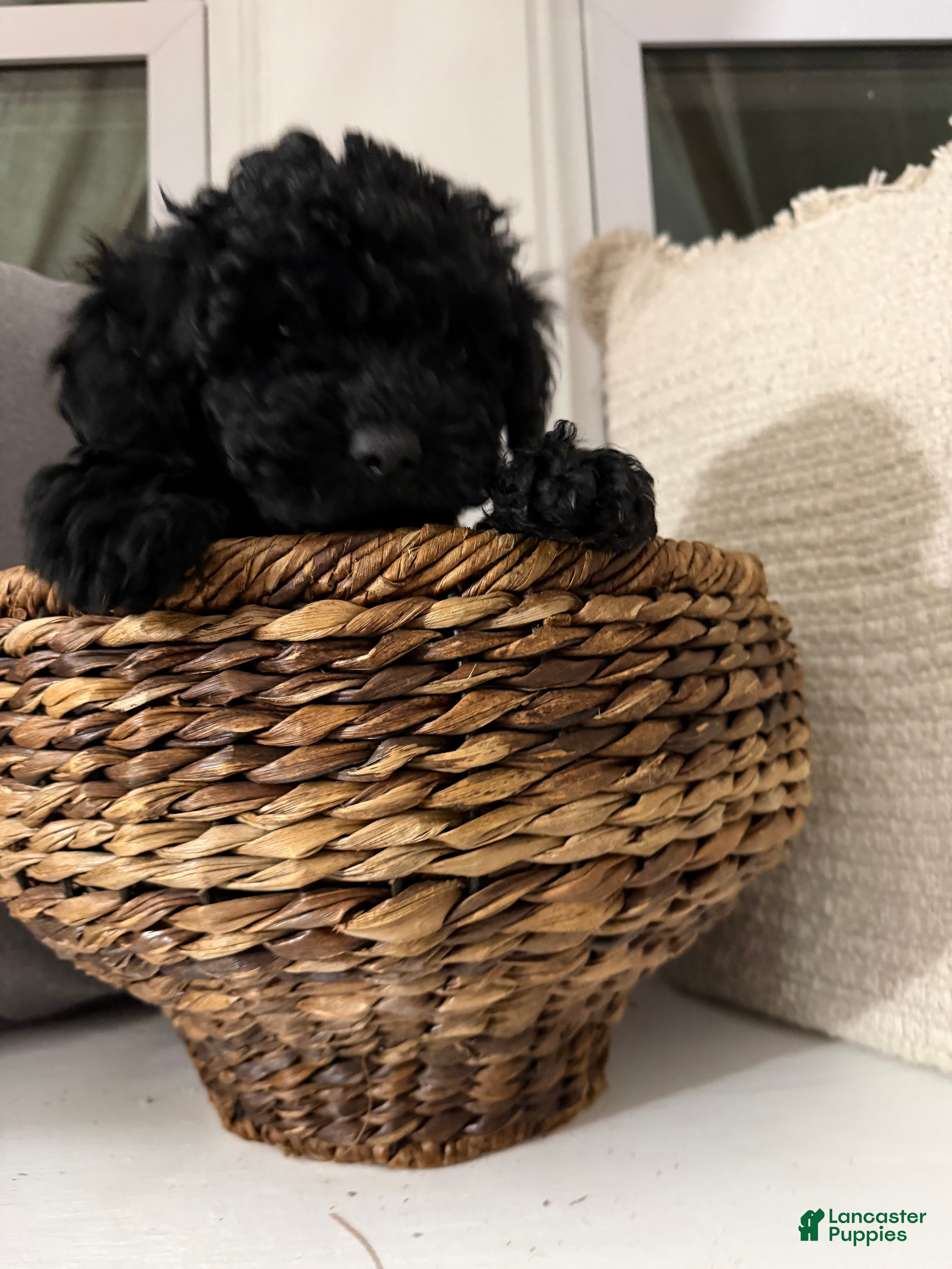 Cockapoo dogs Milo  - Ad 2