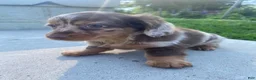 Miniature Dachshund dogs for sale: Ellie - Ad 7