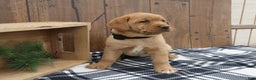 Labrador Retriever dogs for sale: Winter - Ad 1