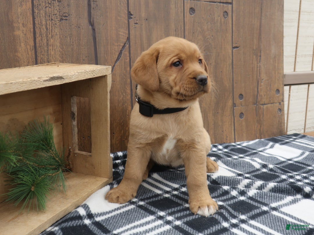 Labrador Retriever dogs for sale: Winter - Ad 1