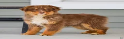 Australian Shepherd dogs for sale: Ozzy - Ad 3