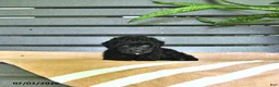 Miniature Poodle dogs for sale: Cassandra - Ad 1