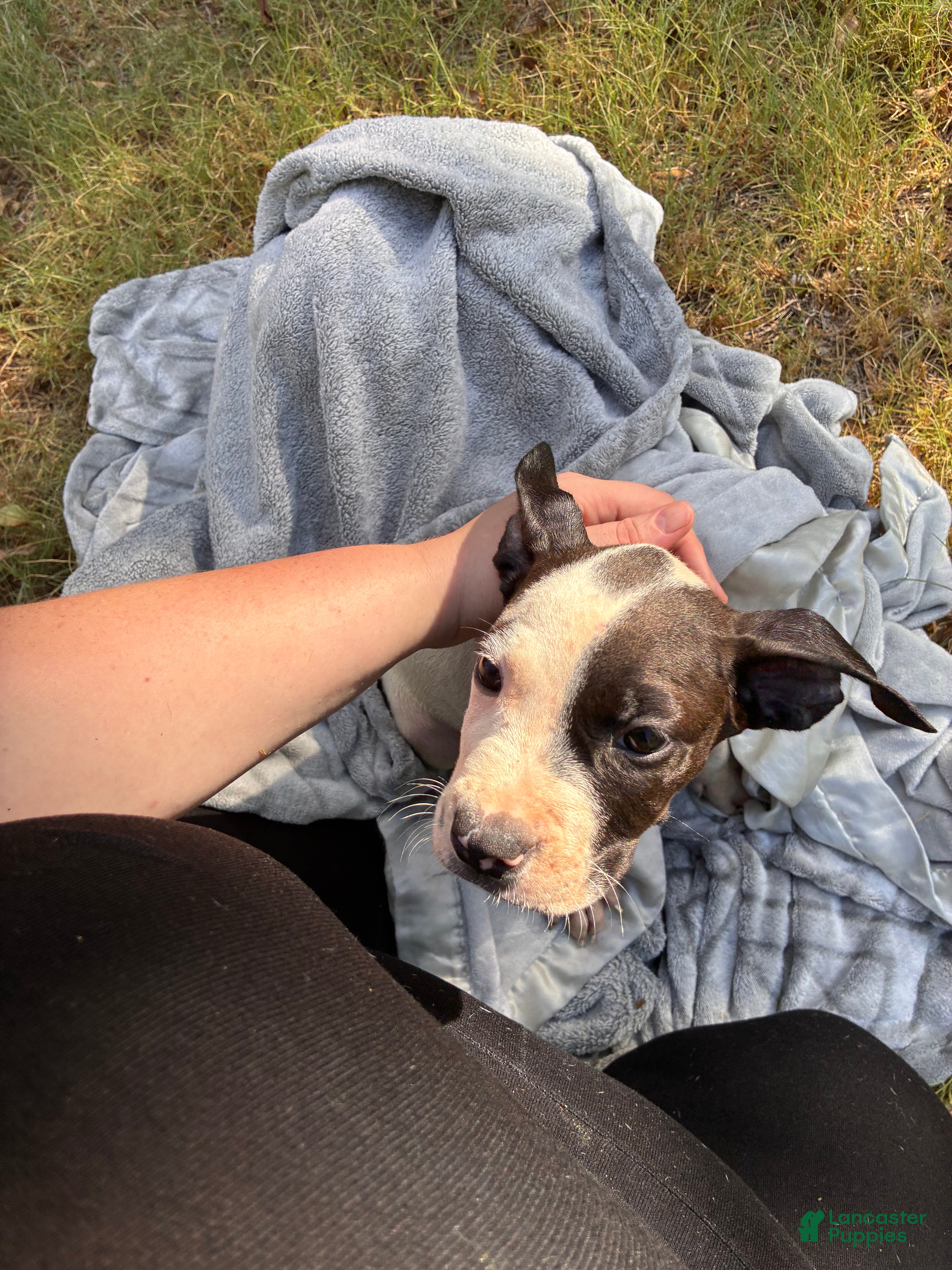 American Bully dogs Bandit - Ad 34