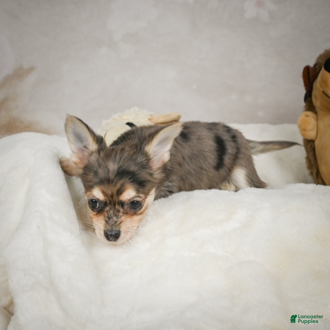 Chihuahua dogs for sale: Geronimo - Ad 4