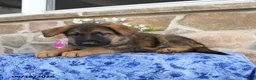 German Shepherd dogs for sale: Saber - Ad 4