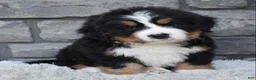 Bernese Mountain Dog dogs for sale: Buster  - Ad 5