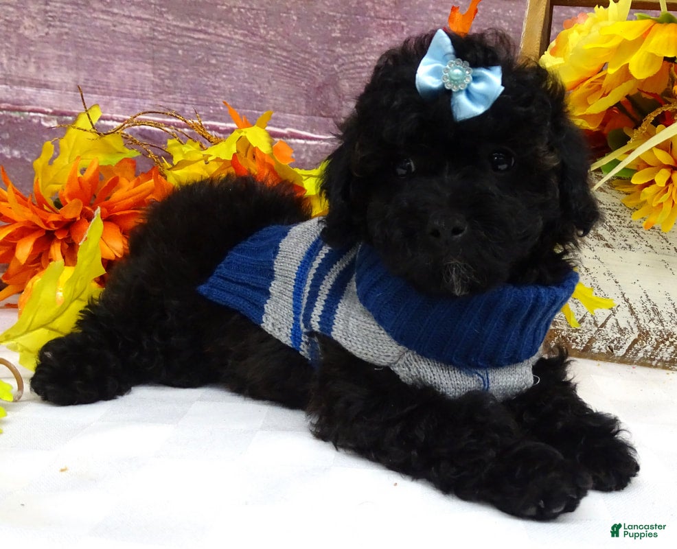 Toy Poodle dogs Standish - Ad 1