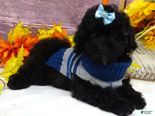 Toy Poodle dogs for sale: Standish - Ad 3