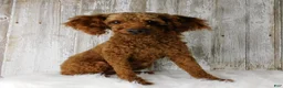 Cavapoo dogs for sale: Jana - Ad 9