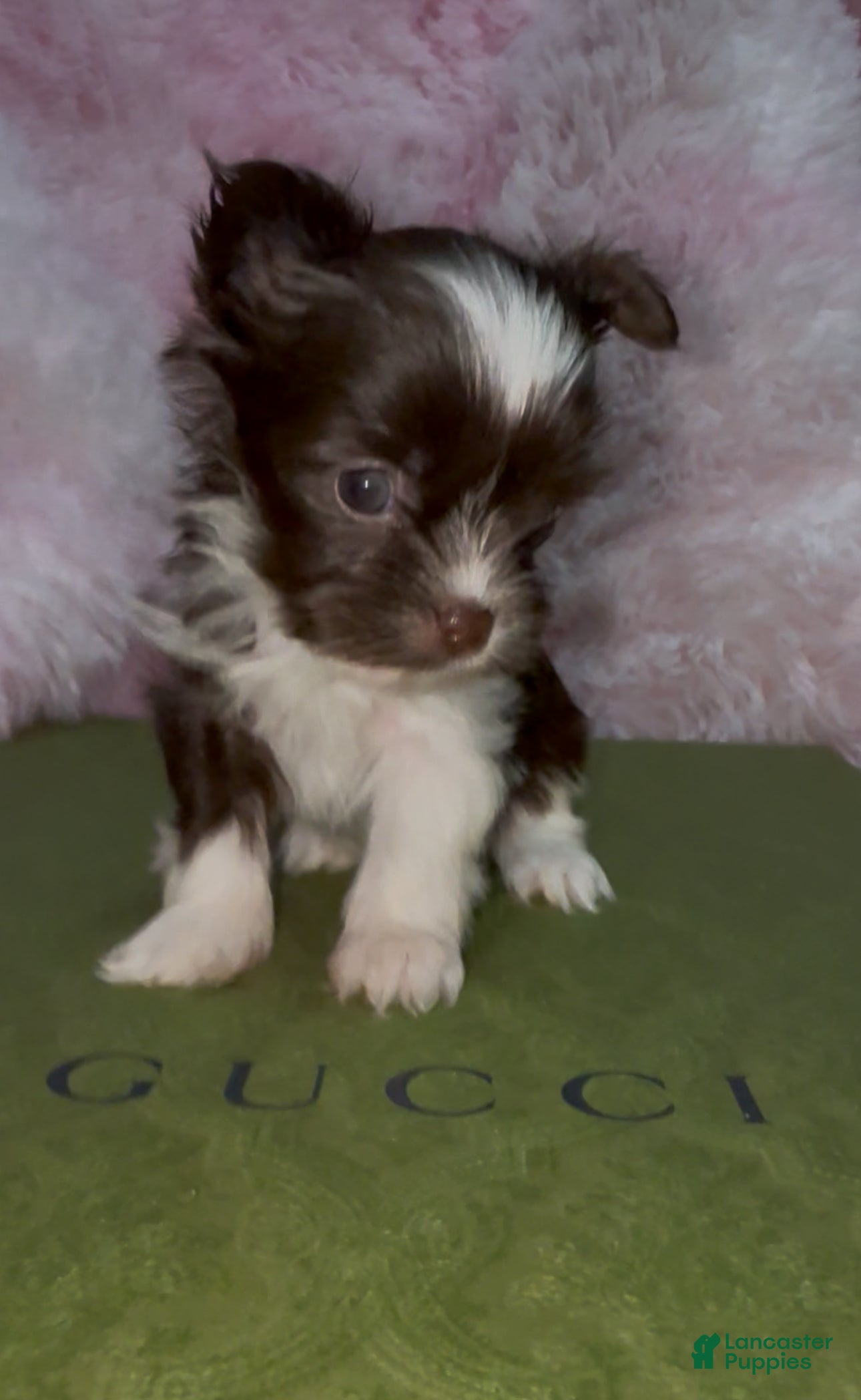 Yorkshire Terrier dogs Princess - Ad 2