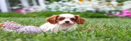 Cavalier King Charles Spaniel dogs for sale: Finley - Ad 8