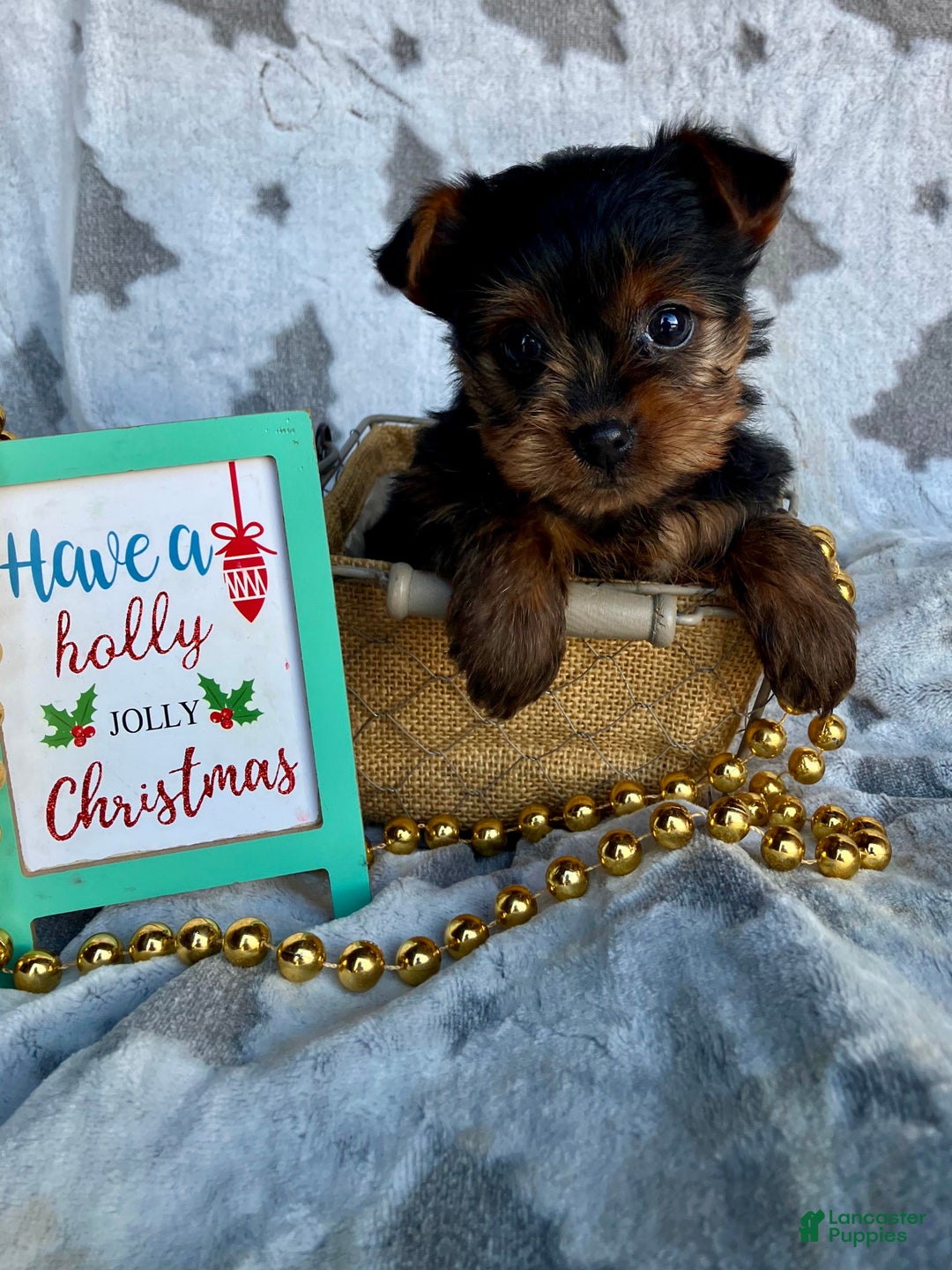 Yorkshire Terrier dogs for sale: Sophie - Ad 4