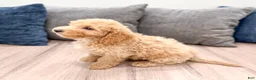 Miniature Labradoodle dogs for sale: Kendra - Ad 5