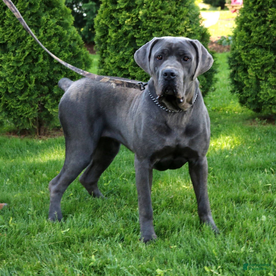 Cane Corso dogs for sale: King  - Ad 4