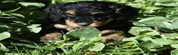 Standard Poodle dogs for sale: Standard Poodle 12 Small Black Phantom - Ad 4