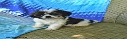 Shih Tzu dogs for sale: Jeremiah - Ad 10