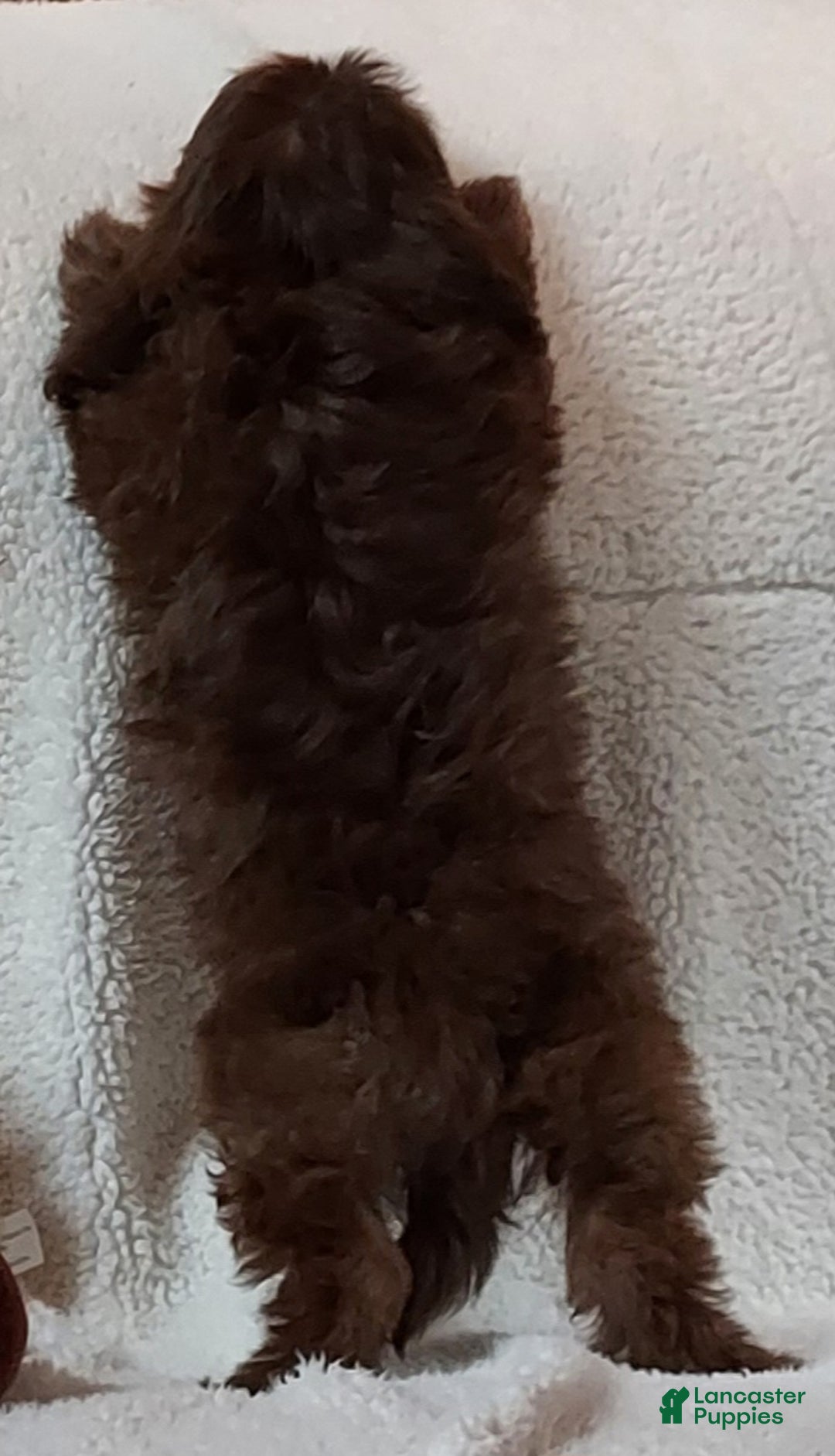 Shih Tzu dogs for sale: Easton - Ad 4