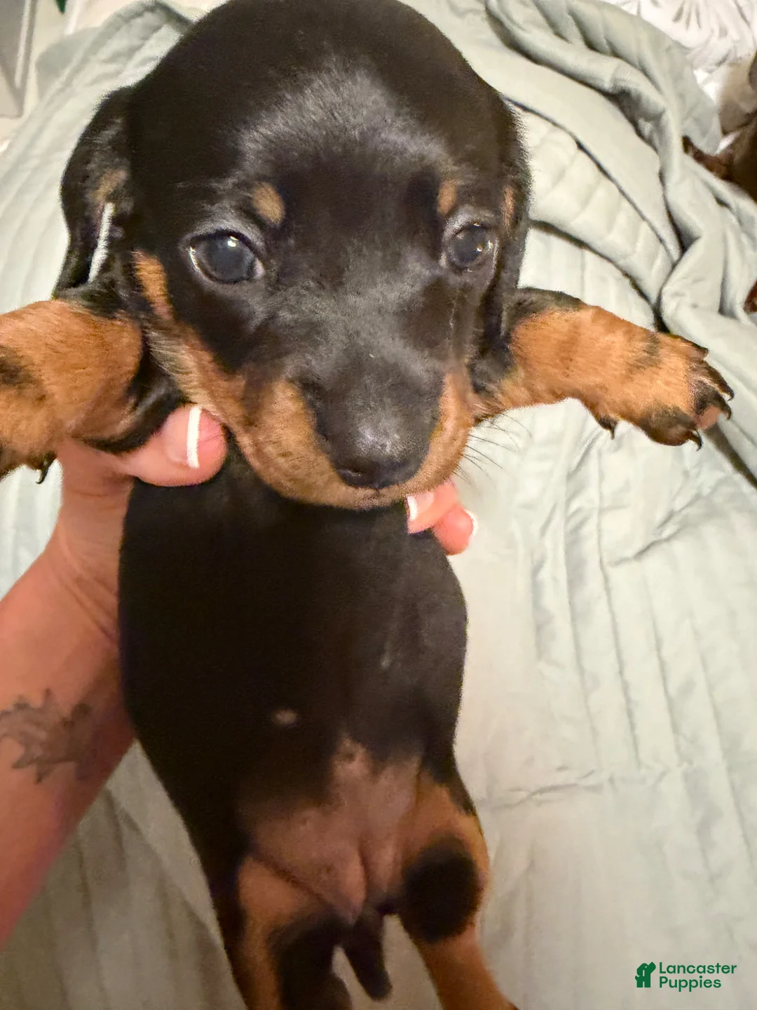 Dachshund dogs for sale: Dachshund Puppy 1 - Ad 1