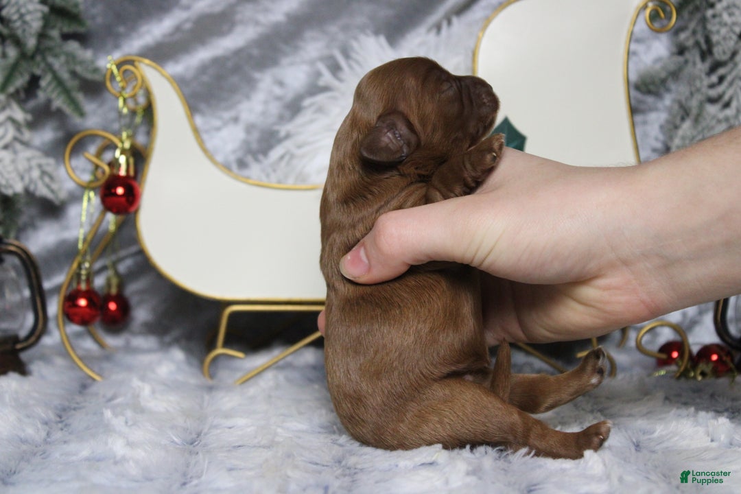 Cavapoo dogs for sale: Cherry - Ad 7