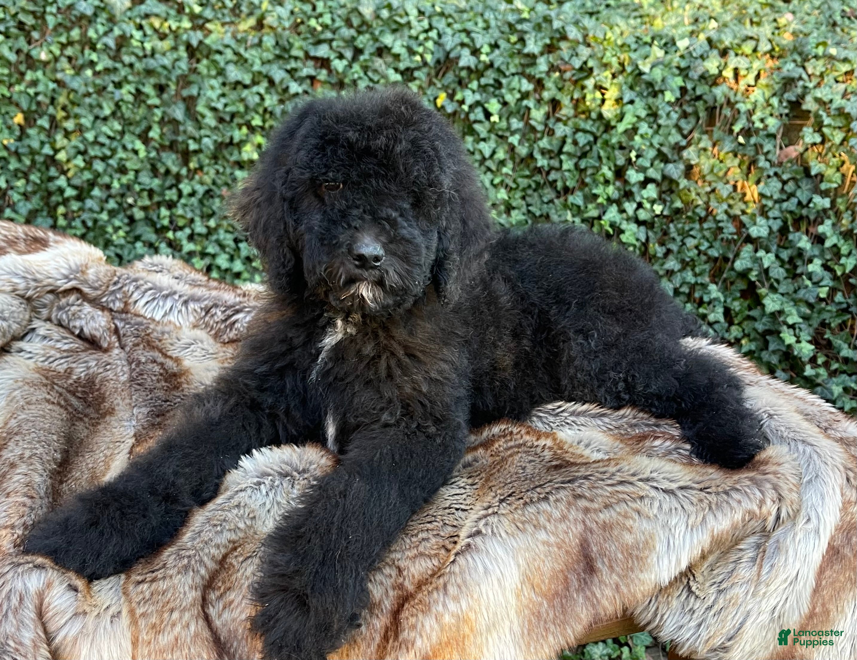 Goldendoodle dogs “Mistletoe” CKC Goldendoodle 🐶 parents dna/health tested clear - Ad 14