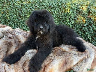 Goldendoodle dogs “Mistletoe” CKC Goldendoodle 🐶 parents dna/health tested clear - Ad 6