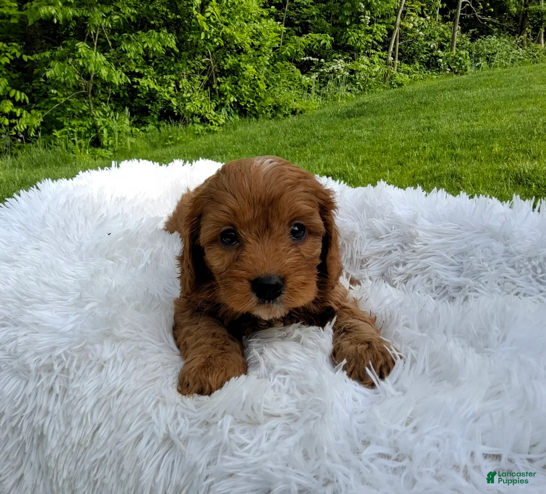Cavapoo dogs for sale: Percy  - Ad 1