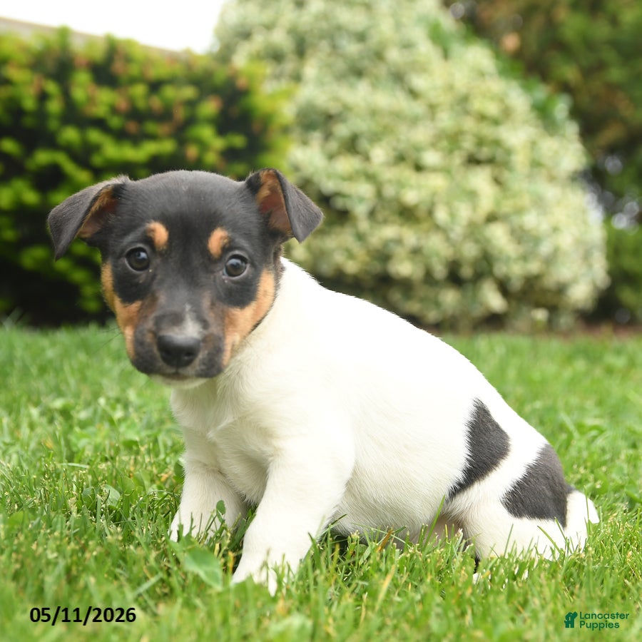 Jack Russell Terrier dogs Bena - Ad 1