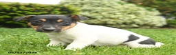 Jack Russell Terrier dogs for sale: Bena - Ad 1