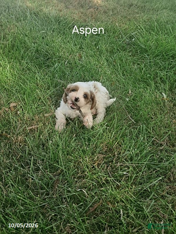 Cavapoo dogs Aspen - Ad 2