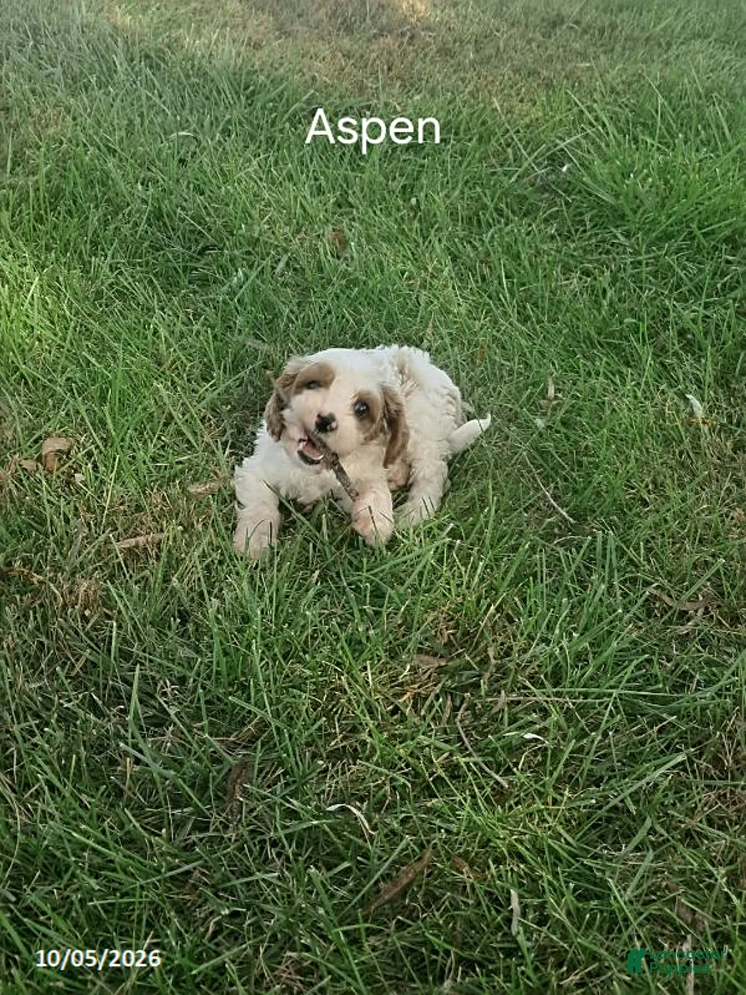 Cavapoo dogs for sale: Aspen - Ad 2