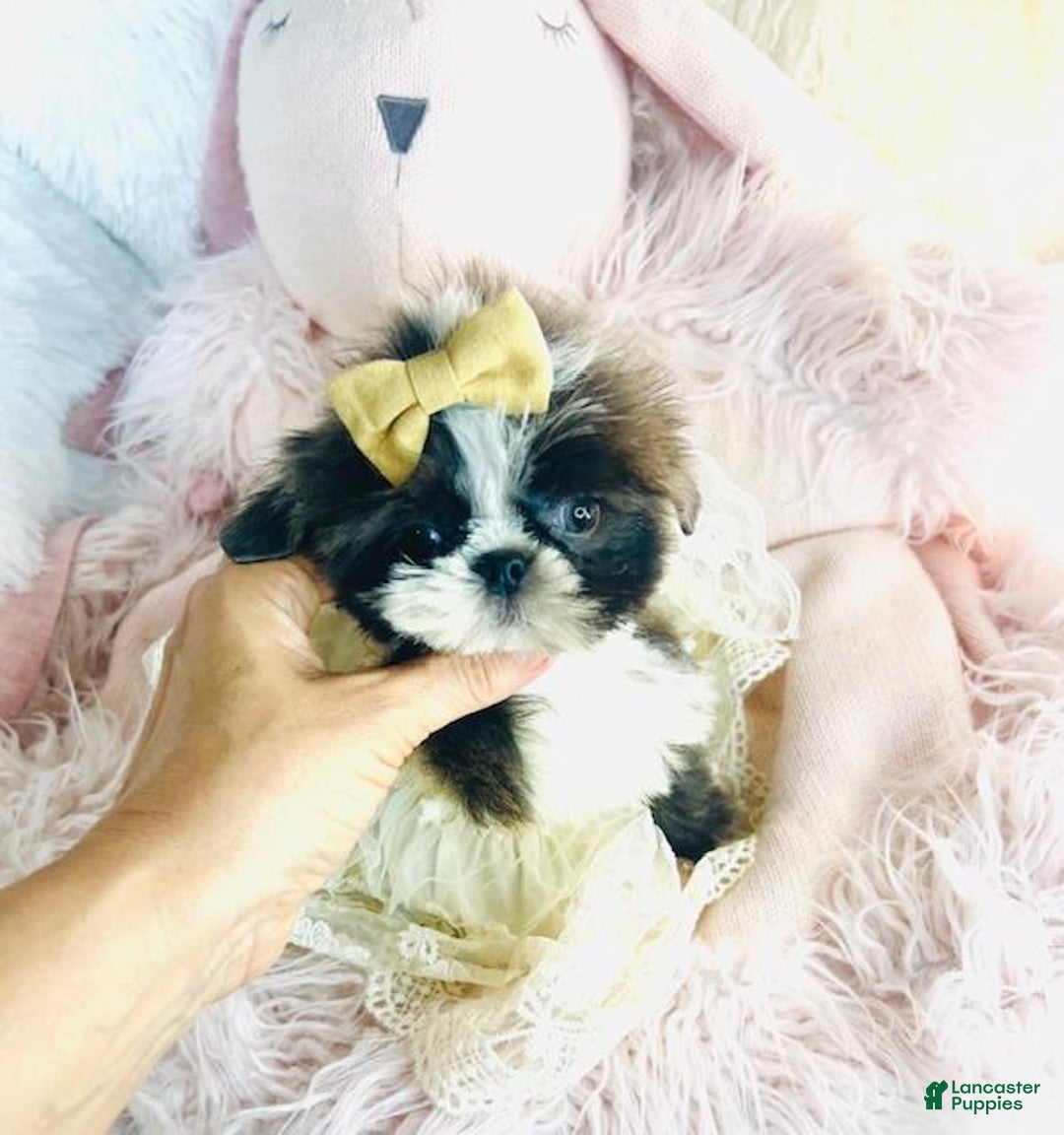 Shih Tzu dogs for sale: Tiny Shih Tzu Puppy  I can HAND deliver. - Ad 2