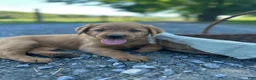 Mixed Breed dogs for sale: Bobbi - Ad 3