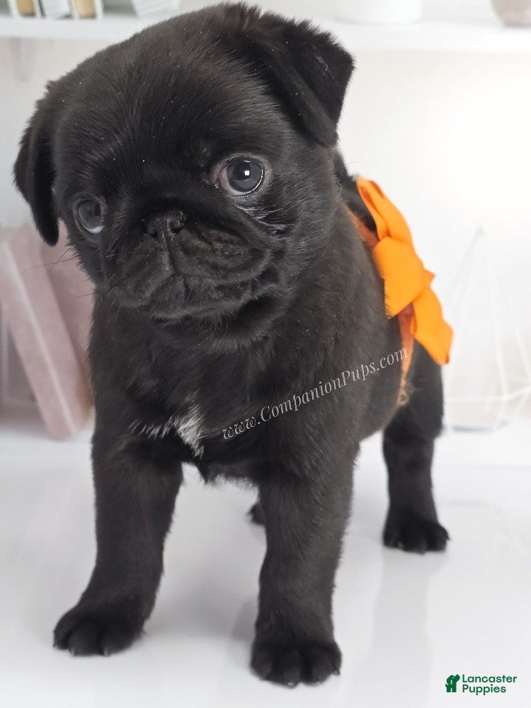 Pug dogs Marigold - Black Female Pug Puppy - Ad 2