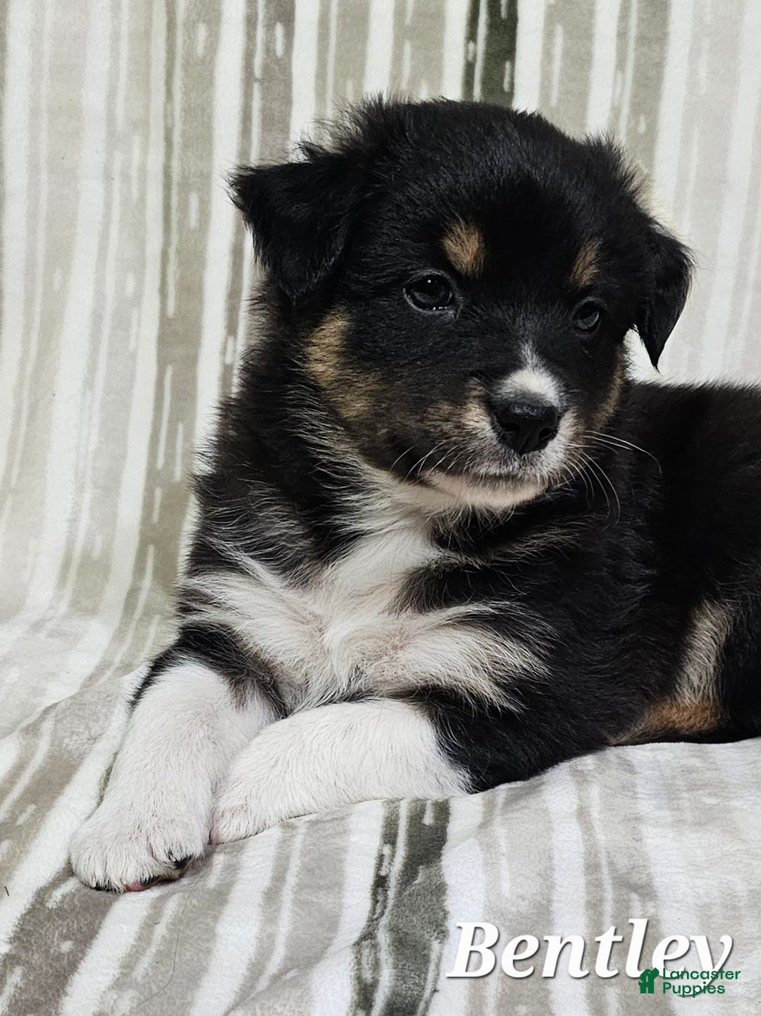 Australian Shepherd dogs for sale: BENTLEY  - Ad 6