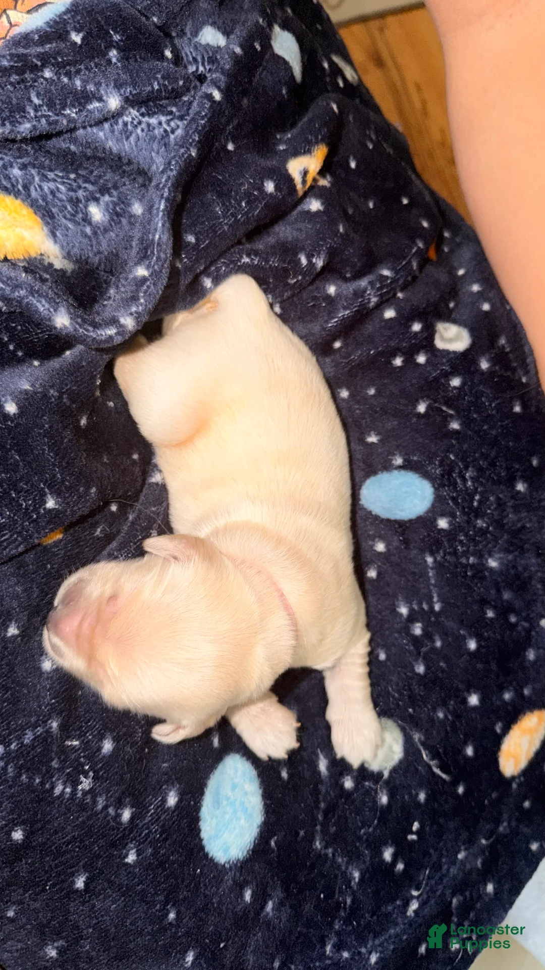 Golden Retriever dogs for sale: Light pink  - Ad 2
